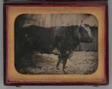 Untitled (Portrait of Bull), 1847. Creator: Unknown