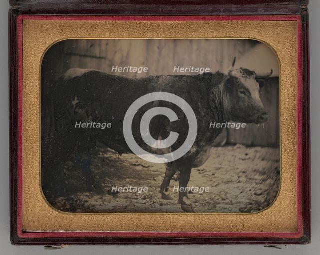 Untitled (Portrait of Bull), 1847. Creator: Unknown.