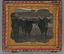 Untitled (Portrait of Man with Two Oxen), 1852. Creator: Unknown