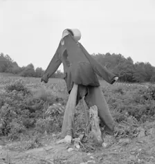 Untitled, possibly realted to: Scarecrow on a newly cleared..., near Roxboro, North Carolina, 1939. Creator: Dorothea Lange