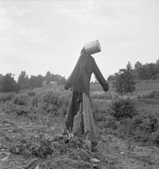 Untitled, possibly realted to: Scarecrow on a newly cleared..., near Roxboro, North Carolina, 1939. Creator: Dorothea Lange
