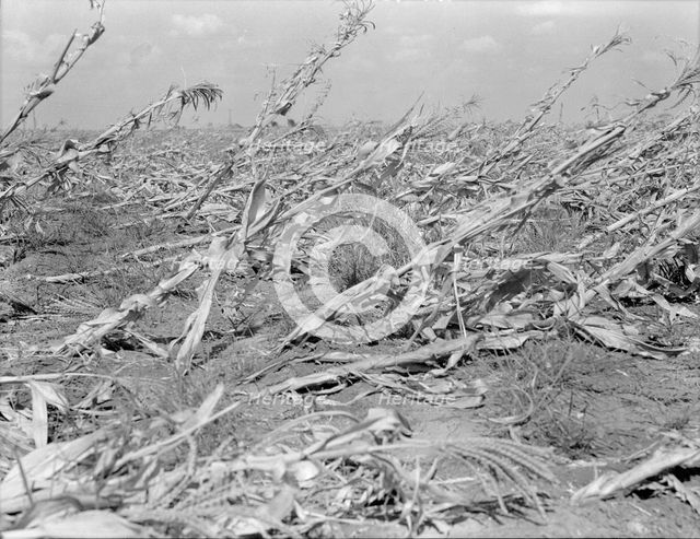 [Untitled, possibly related to: Corn, dried up..., between Dallas and Waco, Texas], 1936. Creator: Dorothea Lange.