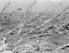 [Untitled, possibly related to: Corn, dried up..., between Dallas and Waco, Texas], 1936. Creator: Dorothea Lange