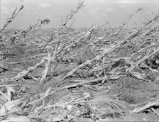[Untitled, possibly related to: Corn, dried up..., between Dallas and Waco, Texas], 1936. Creator: Dorothea Lange