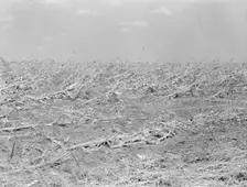 [Untitled, possibly related to: Corn, dried up..., between Dallas and Waco, Texas, 1936. Creator: Dorothea Lange