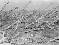 [Untitled, possibly related to: Corn, dried up..., between Dallas and Waco, Texas], 1936. Creator: Dorothea Lange