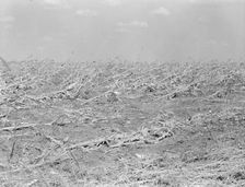 [Untitled, possibly related to: Corn, dried up..., between Dallas and Waco, Texas, 1936. Creator: Dorothea Lange