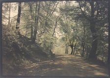 Untitled [path through a forest], c. 1880. Creator: Unknown
