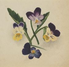 Untitled (Pansies), 1874. Creator: Mary Vaux Walcott
