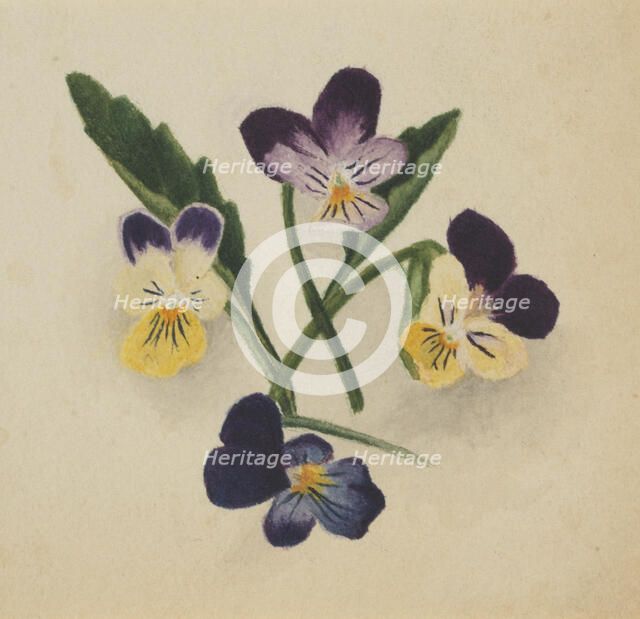 Untitled (Pansies), 1874. Creator: Mary Vaux Walcott.