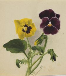 Untitled (Pansies), 1875. Creator: Mary Vaux Walcott