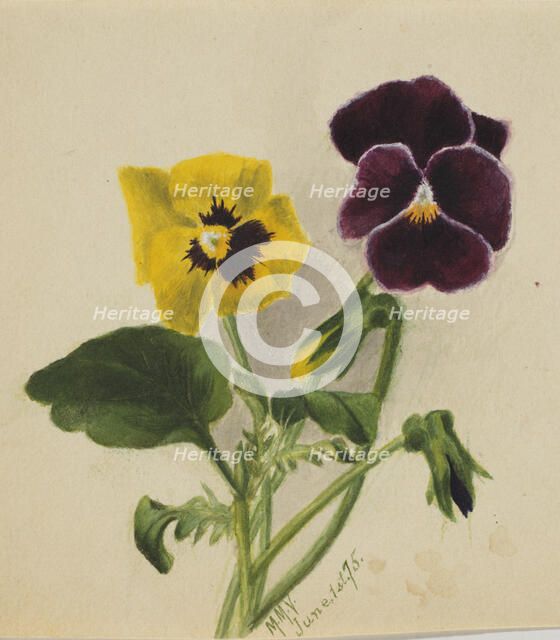 Untitled (Pansies), 1875. Creator: Mary Vaux Walcott.
