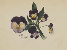 Untitled (Pansies), 1875. Creator: Mary Vaux Walcott