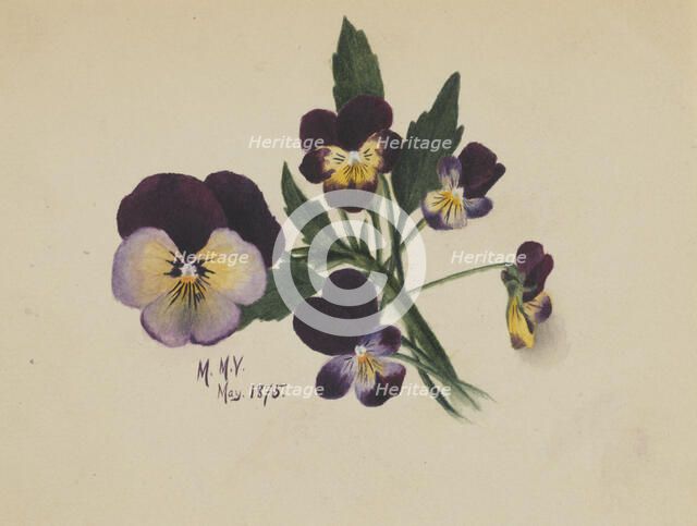 Untitled (Pansies), 1875. Creator: Mary Vaux Walcott.