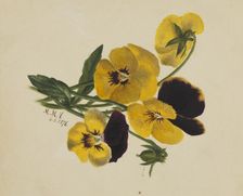 Untitled (Pansies), 1876. Creator: Mary Vaux Walcott