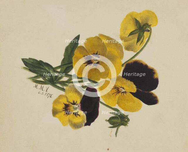 Untitled (Pansies), 1876. Creator: Mary Vaux Walcott.