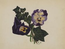 Untitled (Pansies and Ivy), 1876. Creator: Mary Vaux Walcott