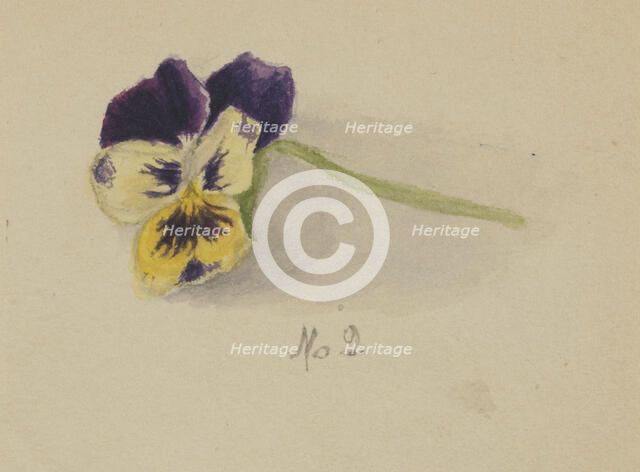 Untitled (Pansy), 1872. Creator: Mary Vaux Walcott.