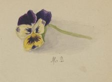Untitled (Pansy), 1872. Creator: Mary Vaux Walcott