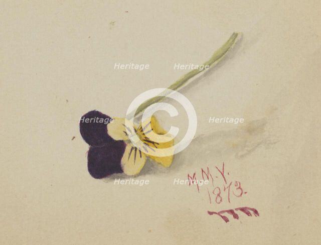 Untitled (Pansy), 1873. Creator: Mary Vaux Walcott.