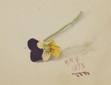 Untitled (Pansy), 1873. Creator: Mary Vaux Walcott