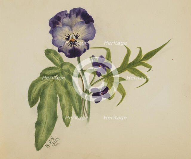 Untitled (Pansy), 1876. Creator: Mary Vaux Walcott.