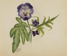 Untitled (Pansy), 1876. Creator: Mary Vaux Walcott