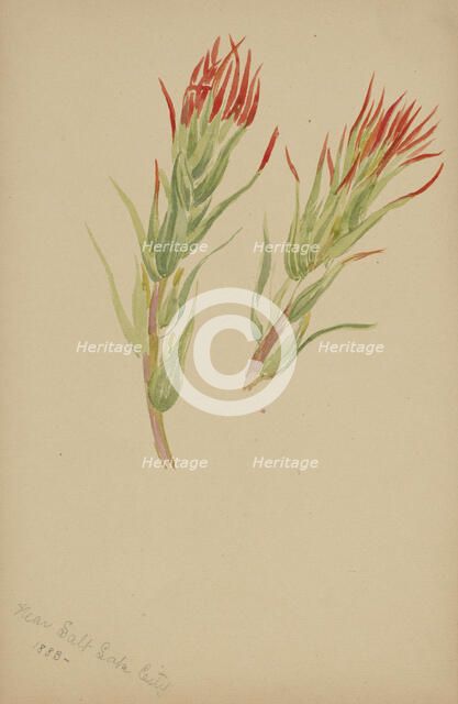 (Untitled--Plant Study), 1883. Creator: Mary Vaux Walcott.