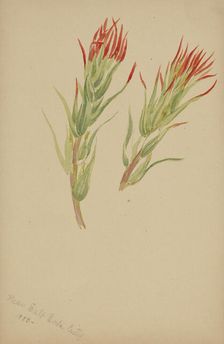 (Untitled--Plant Study), 1883. Creator: Mary Vaux Walcott