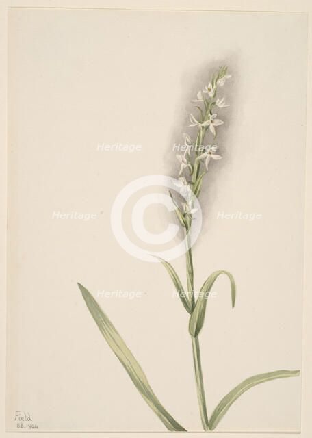 Untitled--Plant Study, 1904. Creator: Mary Vaux Walcott.