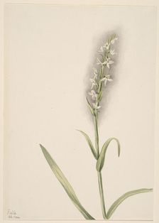 Untitled--Plant Study, 1904. Creator: Mary Vaux Walcott
