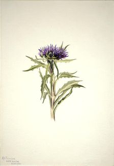 Untitled--Plant Study, 1904. Creator: Mary Vaux Walcott