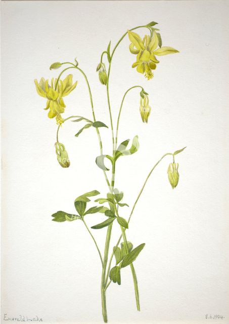 Untitled--Plant Study, 1904. Creator: Mary Vaux Walcott.