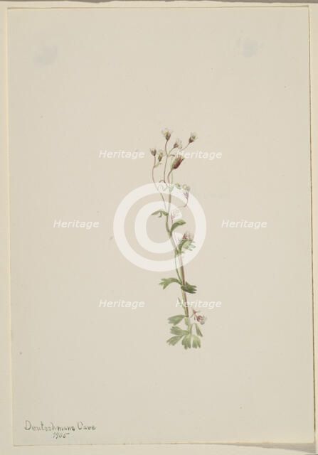Untitled--Plant Study, 1905. Creator: Mary Vaux Walcott.