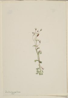Untitled--Plant Study, 1905. Creator: Mary Vaux Walcott