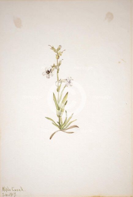 (Untitled--Plant Study), 1917. Creator: Mary Vaux Walcott.