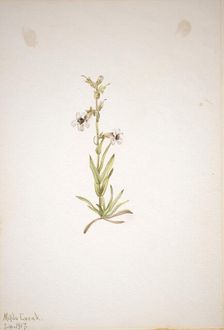 (Untitled--Plant Study), 1917. Creator: Mary Vaux Walcott