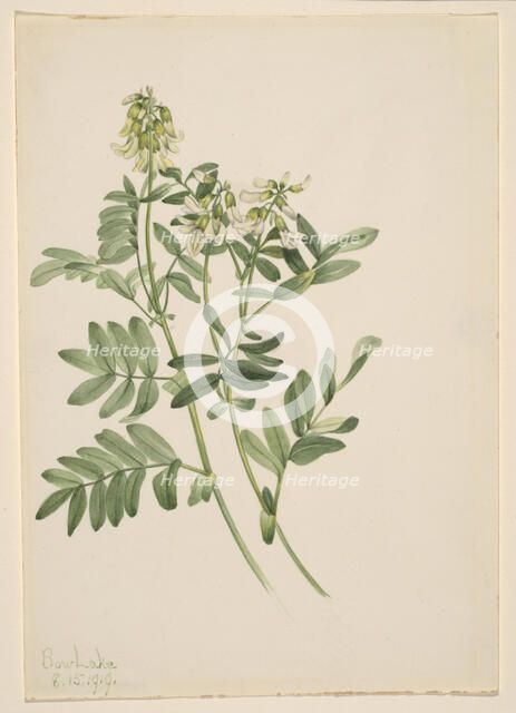 Untitled--Plant Study, 1919. Creator: Mary Vaux Walcott.