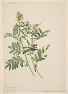 Untitled--Plant Study, 1919. Creator: Mary Vaux Walcott