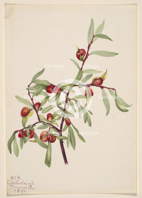 Untitled--Plant Study, 1921. Creator: Mary Vaux Walcott.