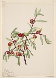 Untitled--Plant Study, 1921. Creator: Mary Vaux Walcott