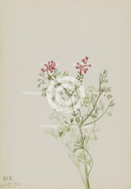 Untitled--Plant Study, 1922. Creator: Mary Vaux Walcott.