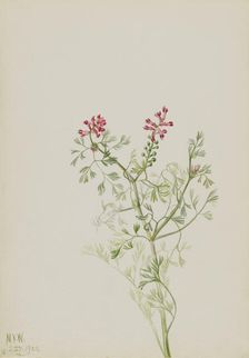 Untitled--Plant Study, 1922. Creator: Mary Vaux Walcott