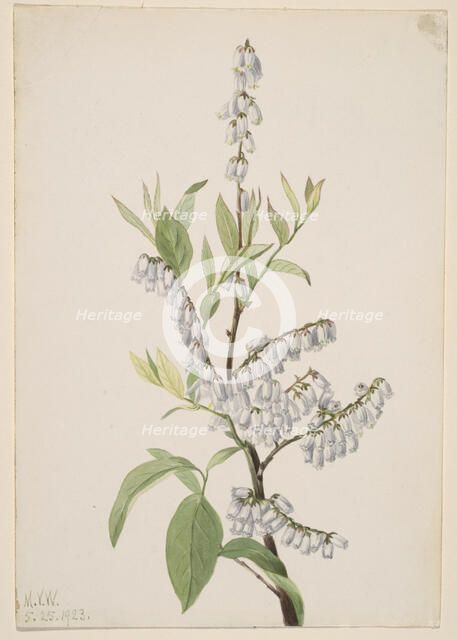 Untitled--Plant Study, 1923. Creator: Mary Vaux Walcott.