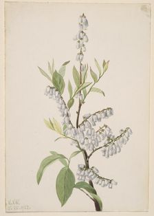 Untitled--Plant Study, 1923. Creator: Mary Vaux Walcott