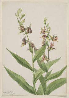 Untitled--Plant Study, 1929. Creator: Mary Vaux Walcott