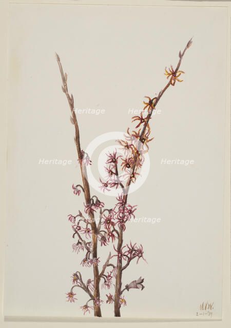 Untitled--Plant Study, 1939. Creator: Mary Vaux Walcott.