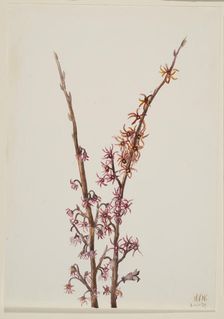 Untitled--Plant Study, 1939. Creator: Mary Vaux Walcott