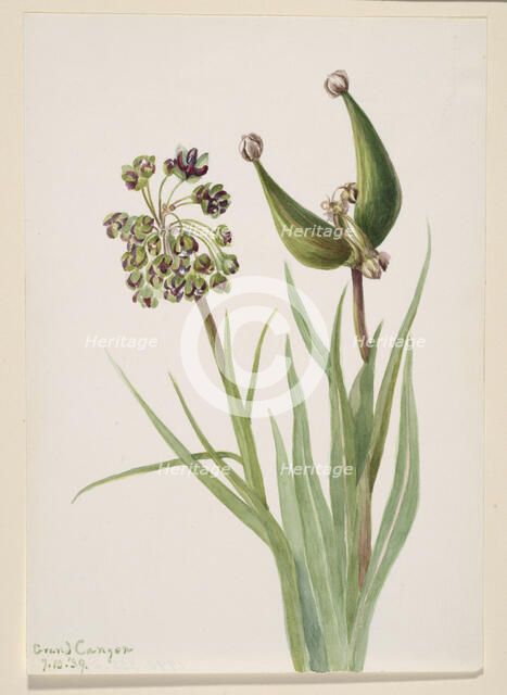 Untitled--Plant Study, 1939. Creator: Mary Vaux Walcott.