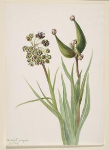 Untitled--Plant Study, 1939. Creator: Mary Vaux Walcott